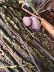 Daldinia concentrica