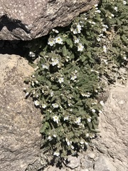 Polemonium pulcherrimum shastense