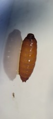 Chirosia filicis