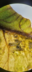 Chirosia filicis