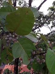 Terminalia bellirica