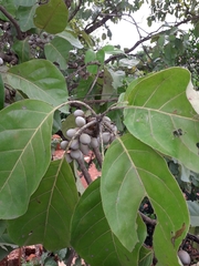 Terminalia bellirica