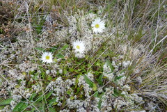 Brachyscome sinclairii