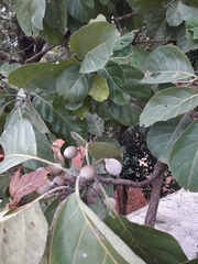 Terminalia bellirica