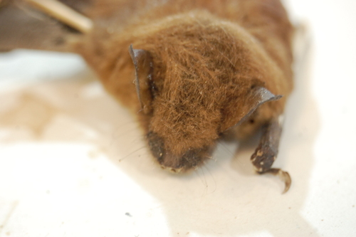 Little Brown Bat photographed in Maine