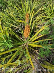 Bromelia laciniosa