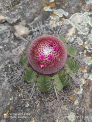 Melocactus ernestii