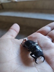 Lucanus barbarossa