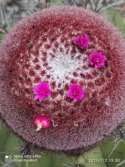 Melocactus ernestii
