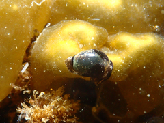 Haminoea exigua