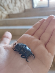 Lucanus barbarossa
