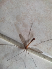 Lunatipula