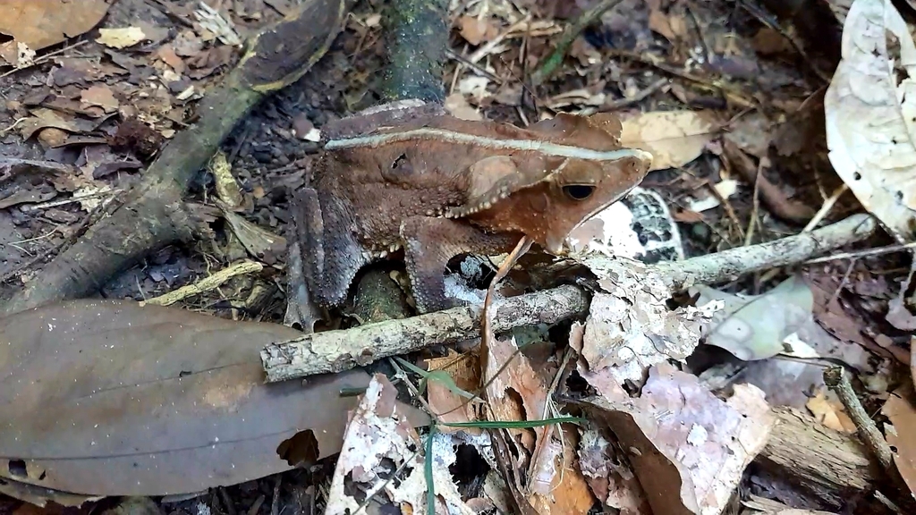 Rhinella exostosica