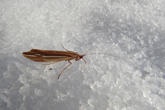 Psychoglypha bella