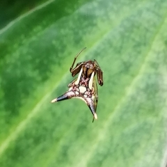 Micrathena evansi