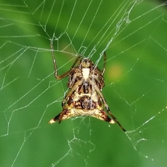 Micrathena evansi