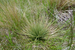Aciphylla subflabellata