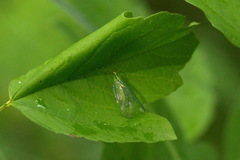 Chrysopa walkeri