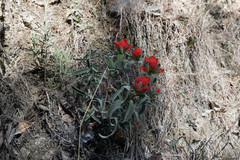 Castilleja nervata