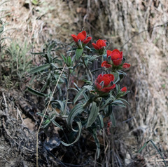 Castilleja nervata