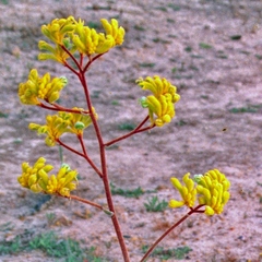 Anigozanthos pulcherrimus