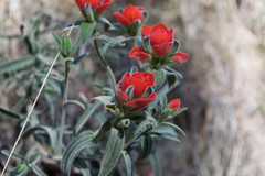 Castilleja nervata