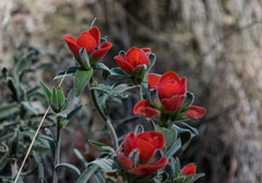 Castilleja nervata