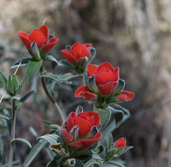 Castilleja nervata