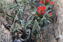 Castilleja nervata