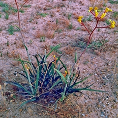 Anigozanthos pulcherrimus