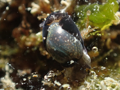 Haminoea exigua