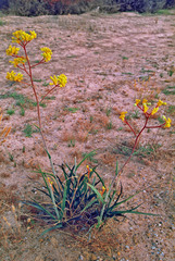 Anigozanthos pulcherrimus