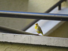 Sicalis flaveola flaveola