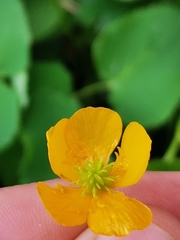 Ranunculus lanuginosus