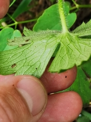 Ranunculus lanuginosus