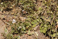 Crassula sarmentosa