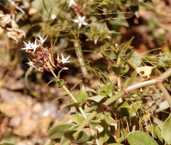 Crassula sarmentosa