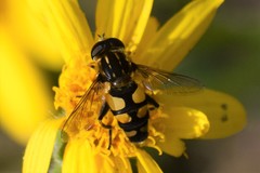 Helophilus obscurus
