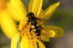 Helophilus obscurus