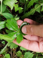 Ranunculus lanuginosus
