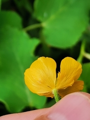 Ranunculus lanuginosus