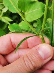 Ranunculus lanuginosus