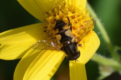 Helophilus obscurus