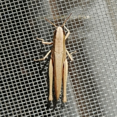 Amblytropidia