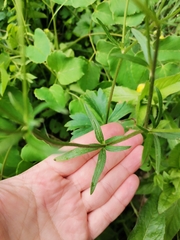 Ranunculus lanuginosus