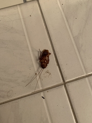 Periplaneta americana