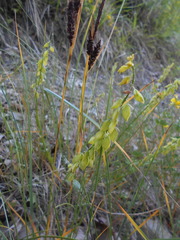 Polygala flavescens