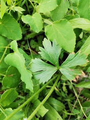 Ranunculus lanuginosus