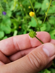 Ranunculus lanuginosus