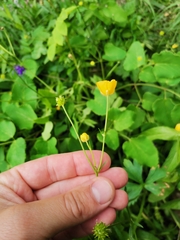 Ranunculus lanuginosus